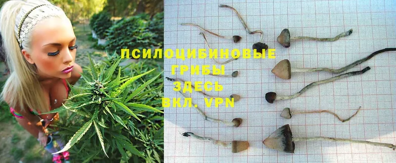 Галлюциногенные грибы Psilocybine cubensis  Электросталь 